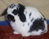 a cute broken black senior holland lop rabbit