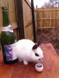 rabbit by sparkling grape juice bottle