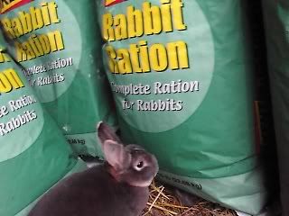 rabbit looking at a bag of kent rabbit ration pellets