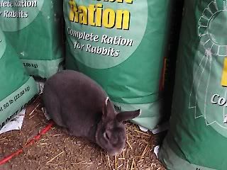 rabbit with green bags of feed