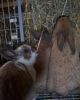 Rabbits using a hay rack for timothy hay