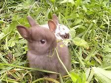 broken chocolate and chocolate very cute baby polish rabbits eating clover