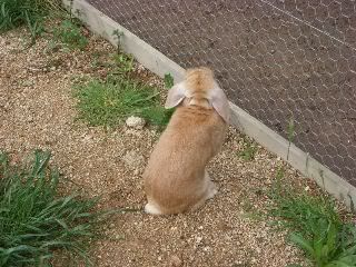 orange otter mini lop rabbit in garden Rabbit wants out of the play pen