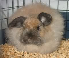 This is a wooled fuzzy lop, like a holland
