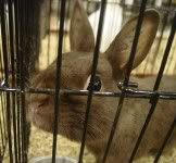 chocolate polish rabbit at arba convetnion