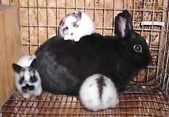 Rabbit babies climbing on their momma