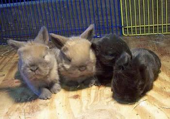 Cute and fat baby bunny perky rabbits fat baby bunny rabbits