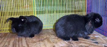 Lop eared black baby rabbits at five weeks five week old approx. baby holland lop rabbits