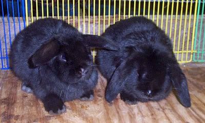 Weaning age for baby rabbits is about seven weeks seven week old black bunnies with white spots on nose