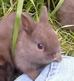Sweet baby chocolate dwarf rabbit