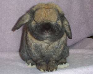 Holland lop from the front