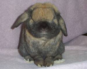 Cute Holland Lop rabbit from the front