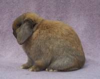 very nice body type on a holland lop show quality rabbit
