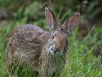 wild rabbit in louisiana