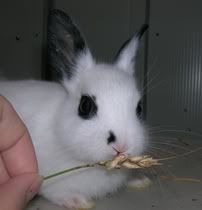 broken black charlie polish rabbit eating wheat head