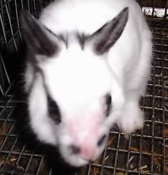 charlie rabbit with fur chewed off face and nose