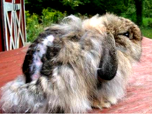 american fuzzy lop horrible shedding wool