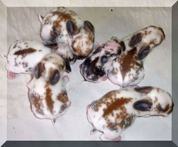 Tiny baby rabbit with five sisters all broken holland lops