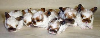 baby holland lop runt with sisters and normal size bunnies