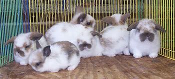 three weeks old very super cute baby lop rabbits