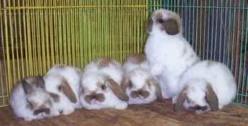 litter of baby rabbits at four weeks old.