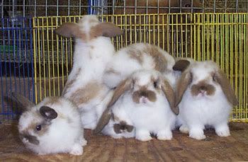 Litter of baby rabbits at five weeks of age