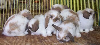 Six week old baby rabbits