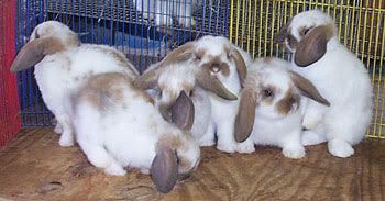 Busy holland lop eared rabbits at weaning age