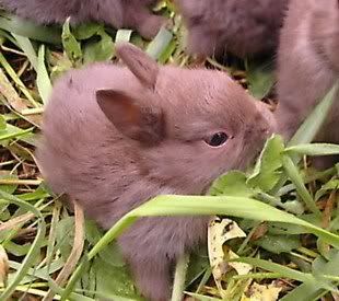 cute chocolate baby rabbit eating grass in the lawn