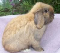 Dutch Lop