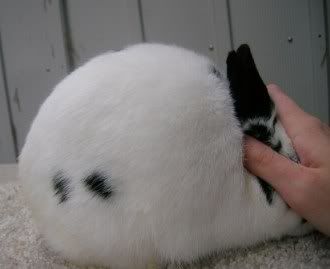 Body type on a show quality Polish rabbit Polish rabbit body type