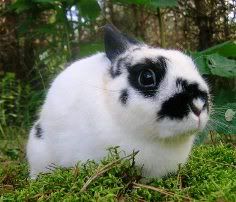 Cute broken black Polish rabbit buck Show quality Polish rabbit in the woods