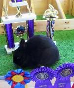 Polish show rabbit with rosette ribbon awards