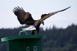 photosafarijuneau94.jpg