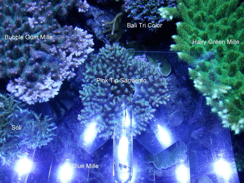 Coralsrightside.jpg