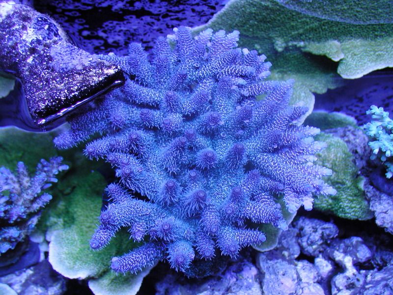ElectricBlu3.jpg