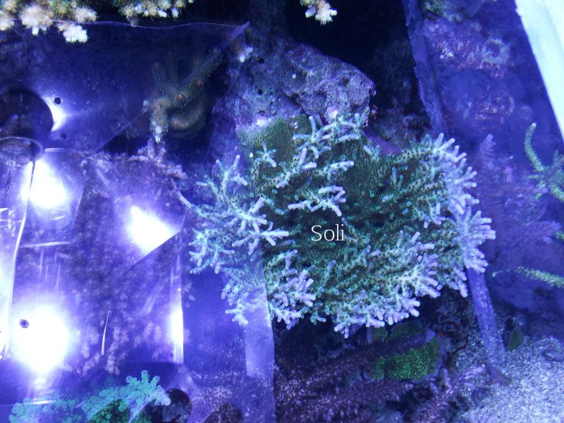 Soli10-8-12.jpg