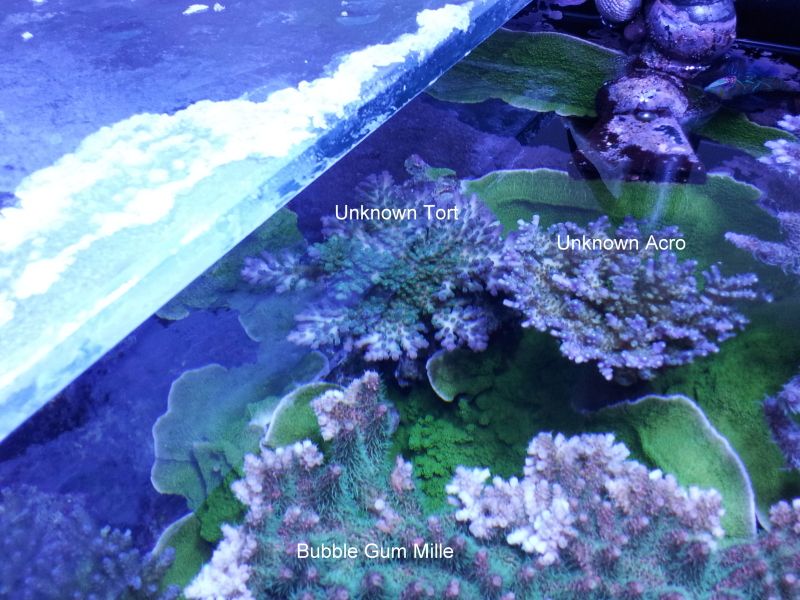 UnknownCorals.jpg