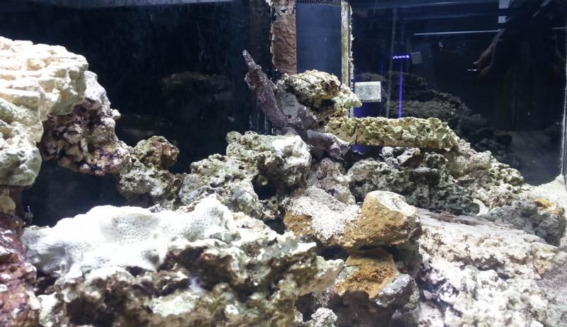 aquascape-7_zps8e2878d8.jpg