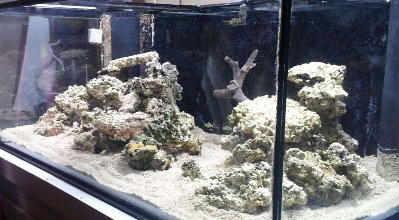 aquascape-8_zps7ef1b330.jpg