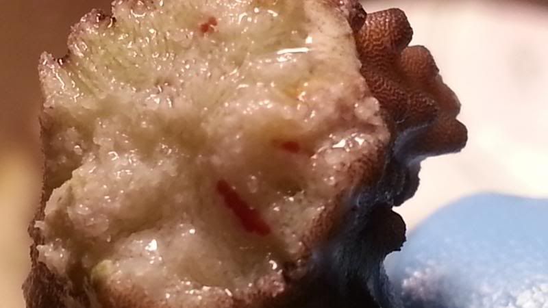 worms3_zps55f1dcde.jpg
