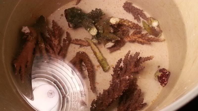 worms8_zps449f9395.jpg