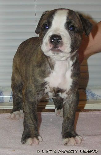 IMAGE: http://i2.photobucket.com/albums/y15/simplypitbull/FrieFlyKennels/DawnLitter/Week4Pics/rykerweek4-5.jpg