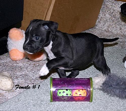 IMAGE: http://i2.photobucket.com/albums/y15/simplypitbull/Lyric/jse_HitnTrinpupsF1_0119_096.jpg