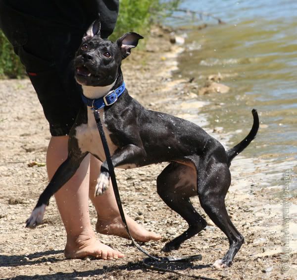 IMAGE: http://i2.photobucket.com/albums/y15/simplypitbull/lyric14-laketrip-july2010.jpg