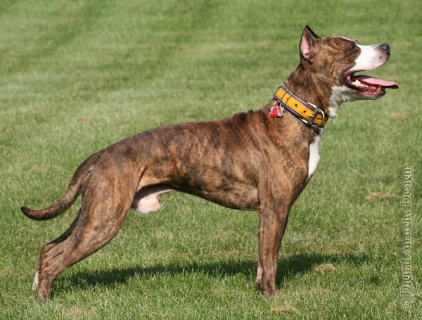IMAGE: http://i2.photobucket.com/albums/y15/simplypitbull/ryker-4years-august2010.jpg