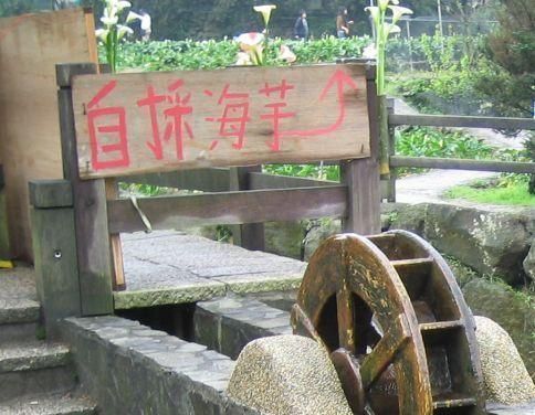 2007竹子湖海芋