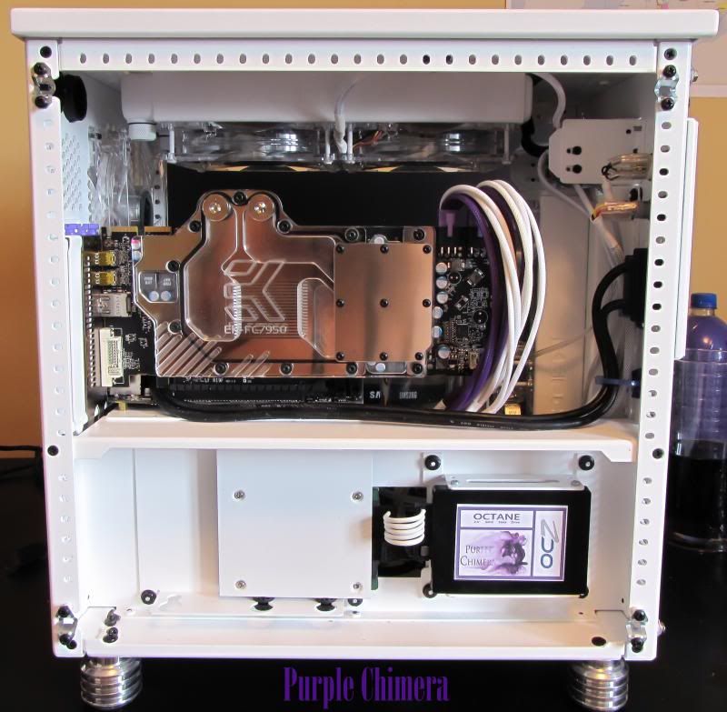 purplechimera-19_zpse579ce5e.jpg
