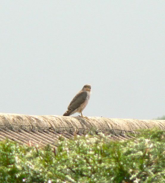 sparrowhawk2.jpg