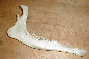 deer-jawbone.jpg